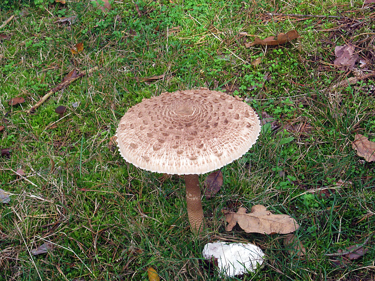 giant screen fungus drum mallets mushrooms free photo