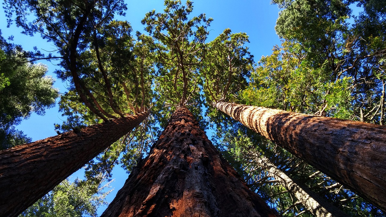 giant sequoia grove near auburn california trees free photo