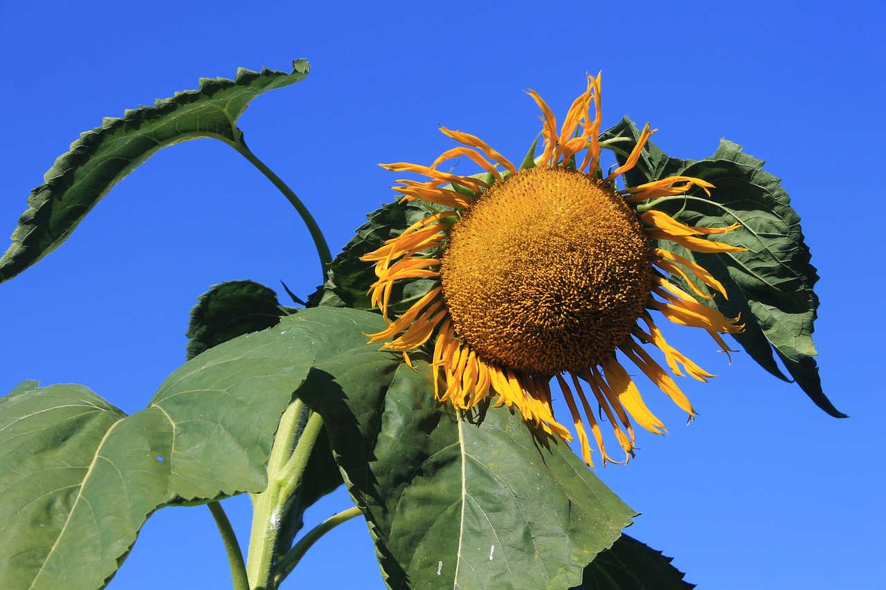 giant sun flower plant nature free photo