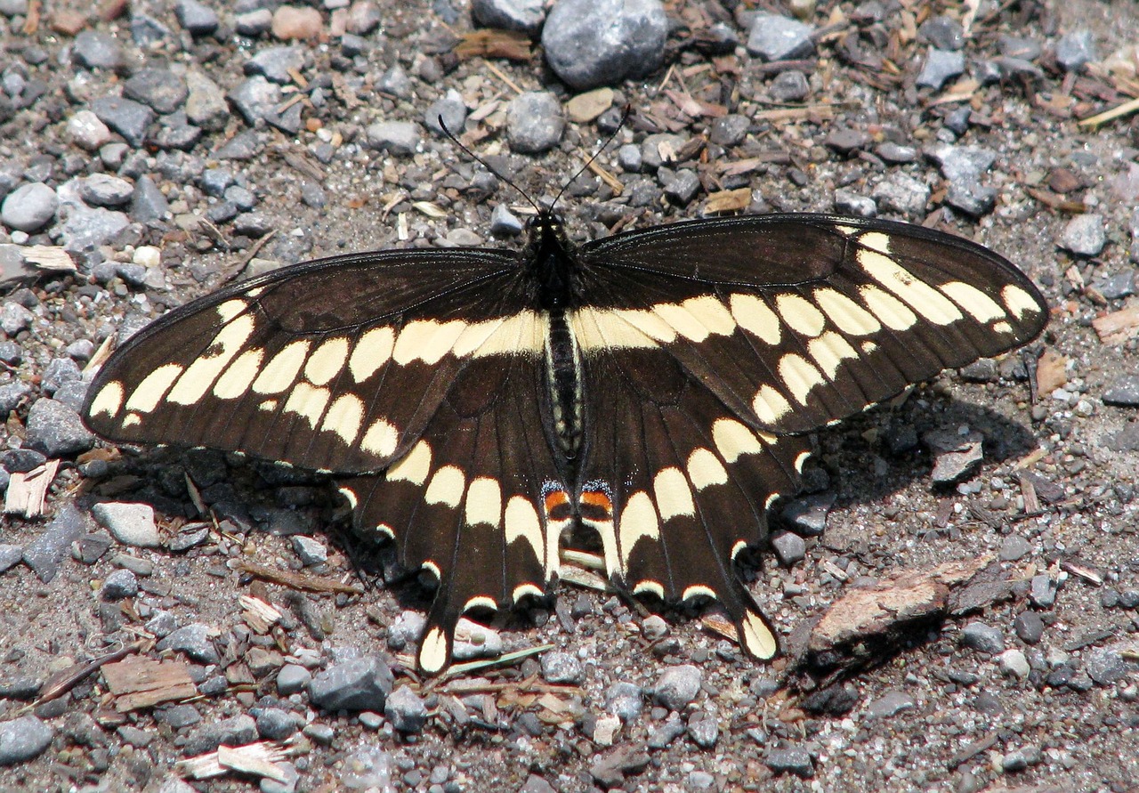 giant swallowtail papilio cresphontes largest na butterfly free photo