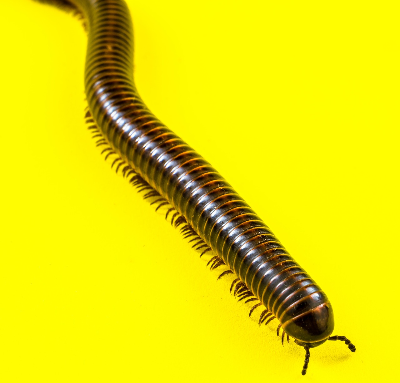 giant tausendfüßer millipedes arthropod free photo