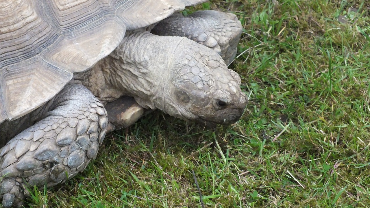 giant tortoise tortoise animal free photo