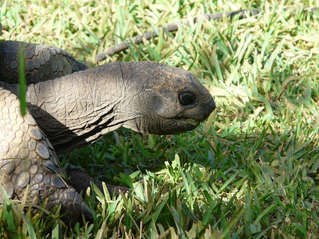 giant tortoise mauritius animal free photo