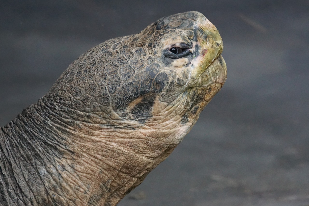 giant tortoise galápagos giant tortoise turtle free photo