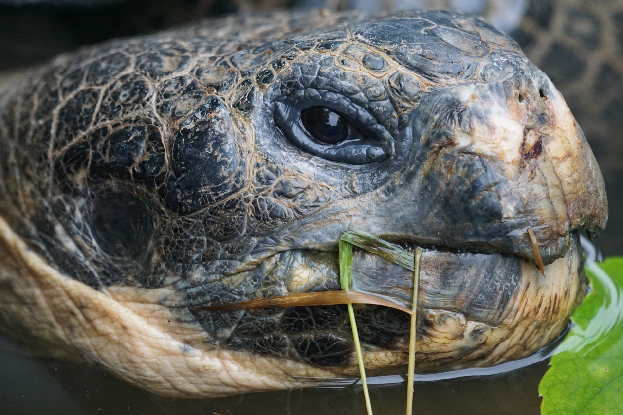 giant tortoise galápagos giant tortoise turtle free photo