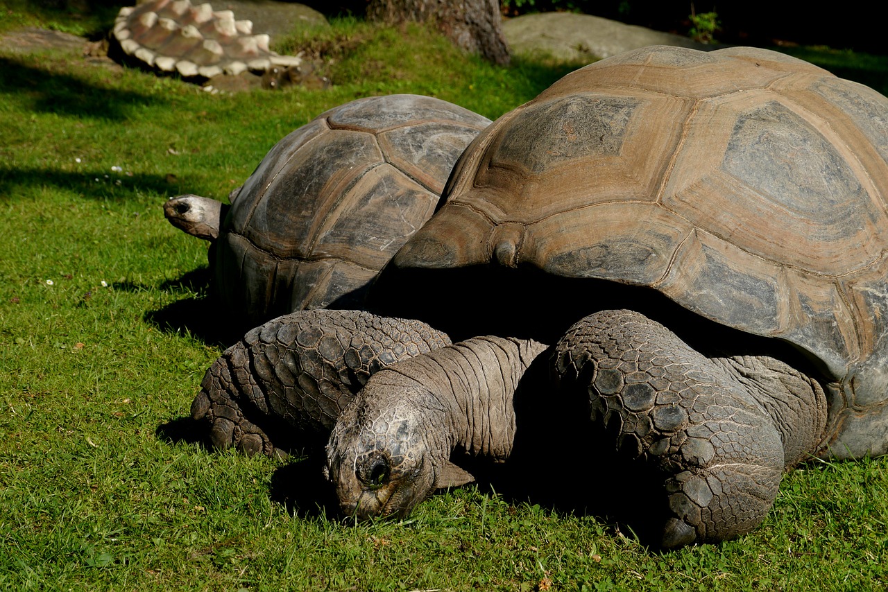 giant tortoise grass 250 years free photo
