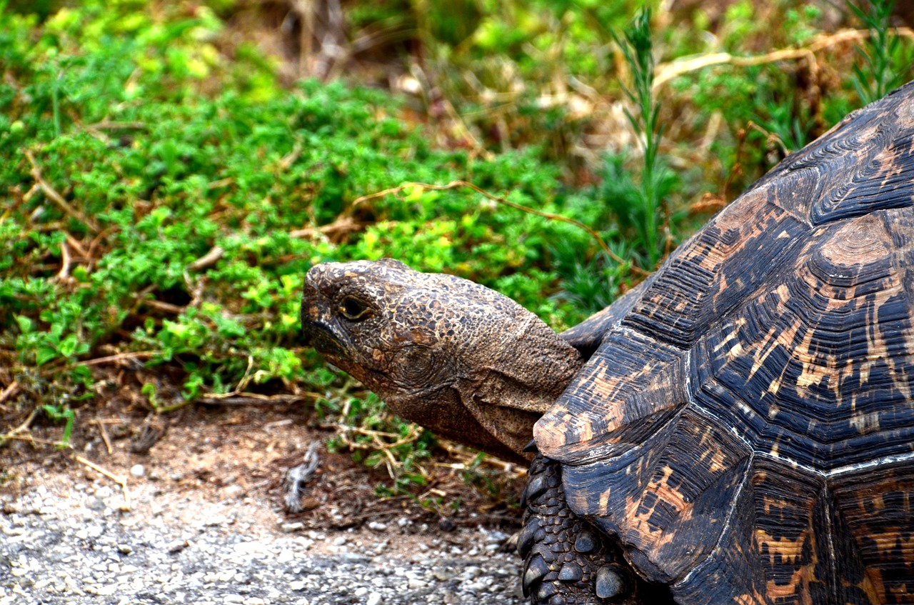 giant tortoise africa wild animal free photo