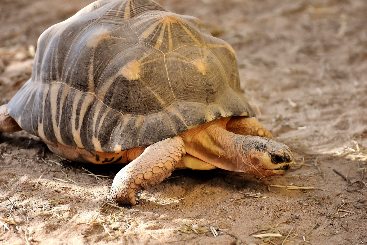 giant tortoise panzer animal free photo