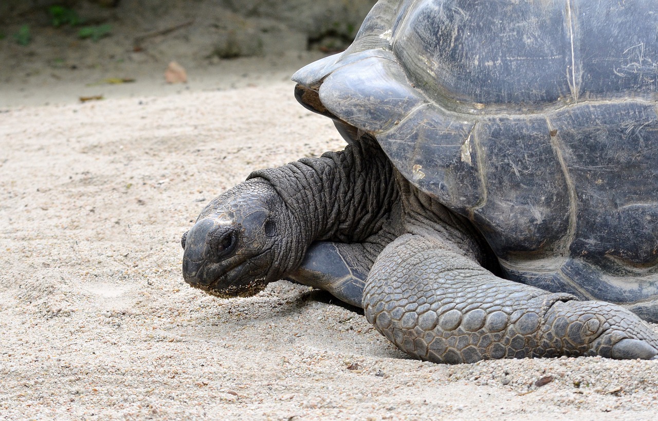 giant tortoise wildlife shell free photo