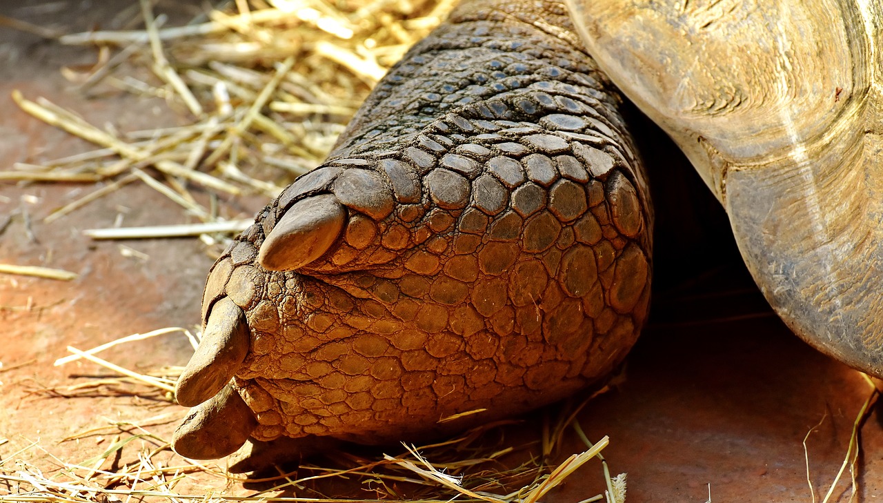 giant tortoise foot rear free photo