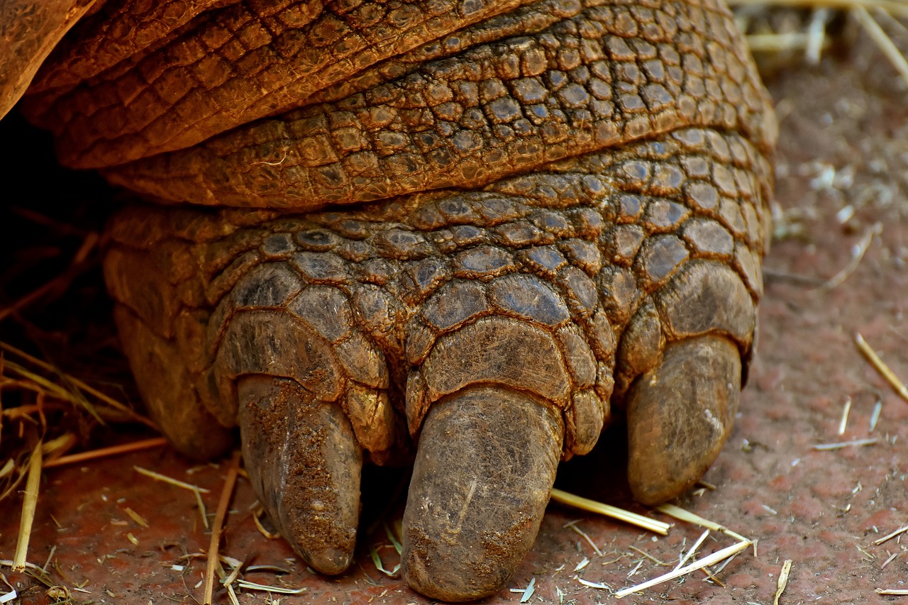 giant tortoise foot front free photo