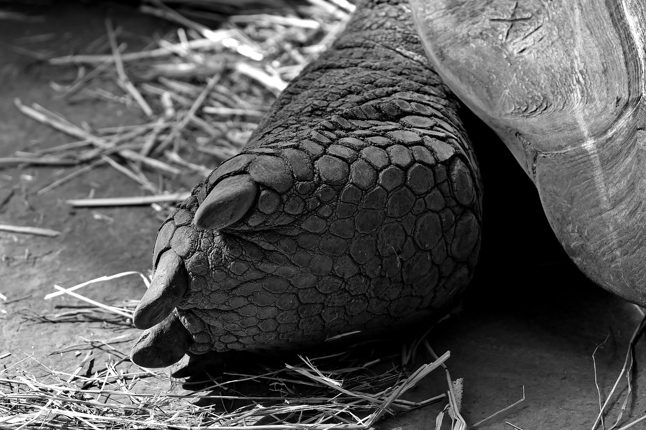 giant tortoise foot rear free photo