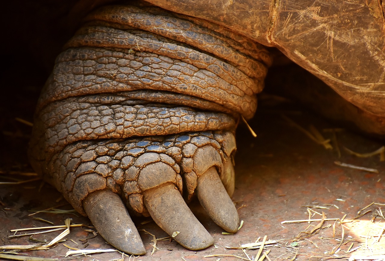 giant tortoise foot front free photo