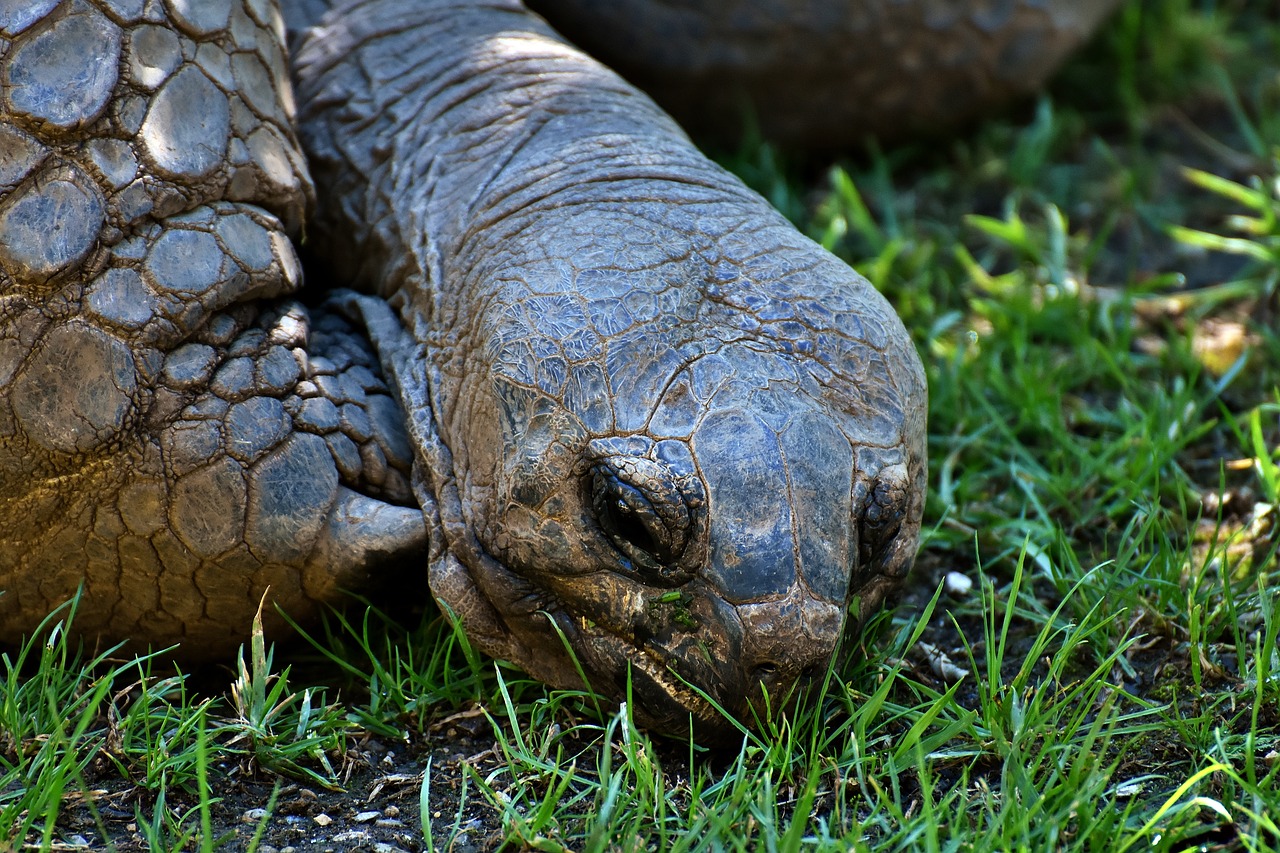 giant tortoise animal panzer free photo