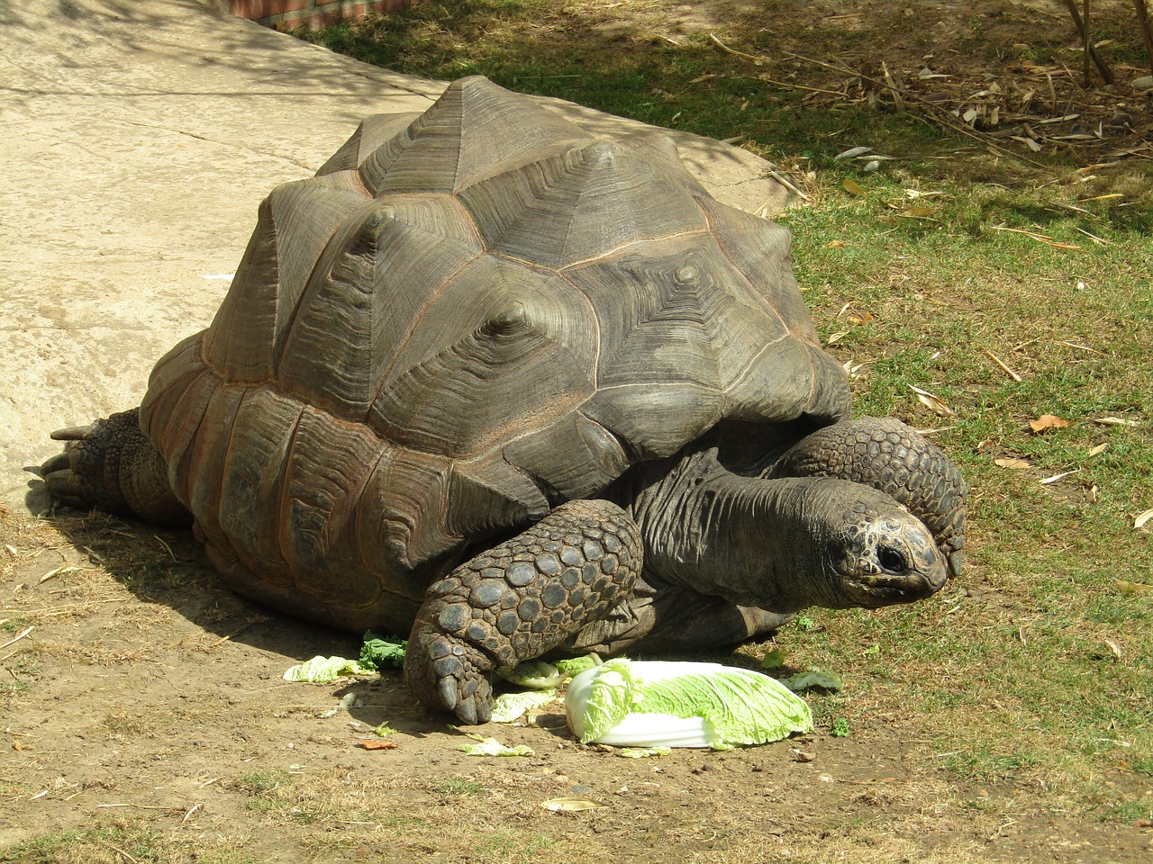 giant tortoise zoo animal free photo