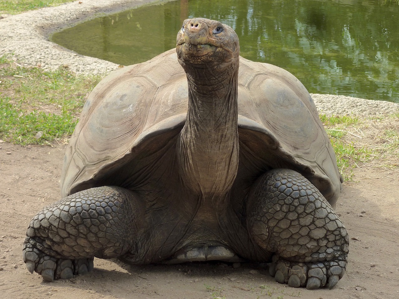 giant tortoise upright from the front free photo