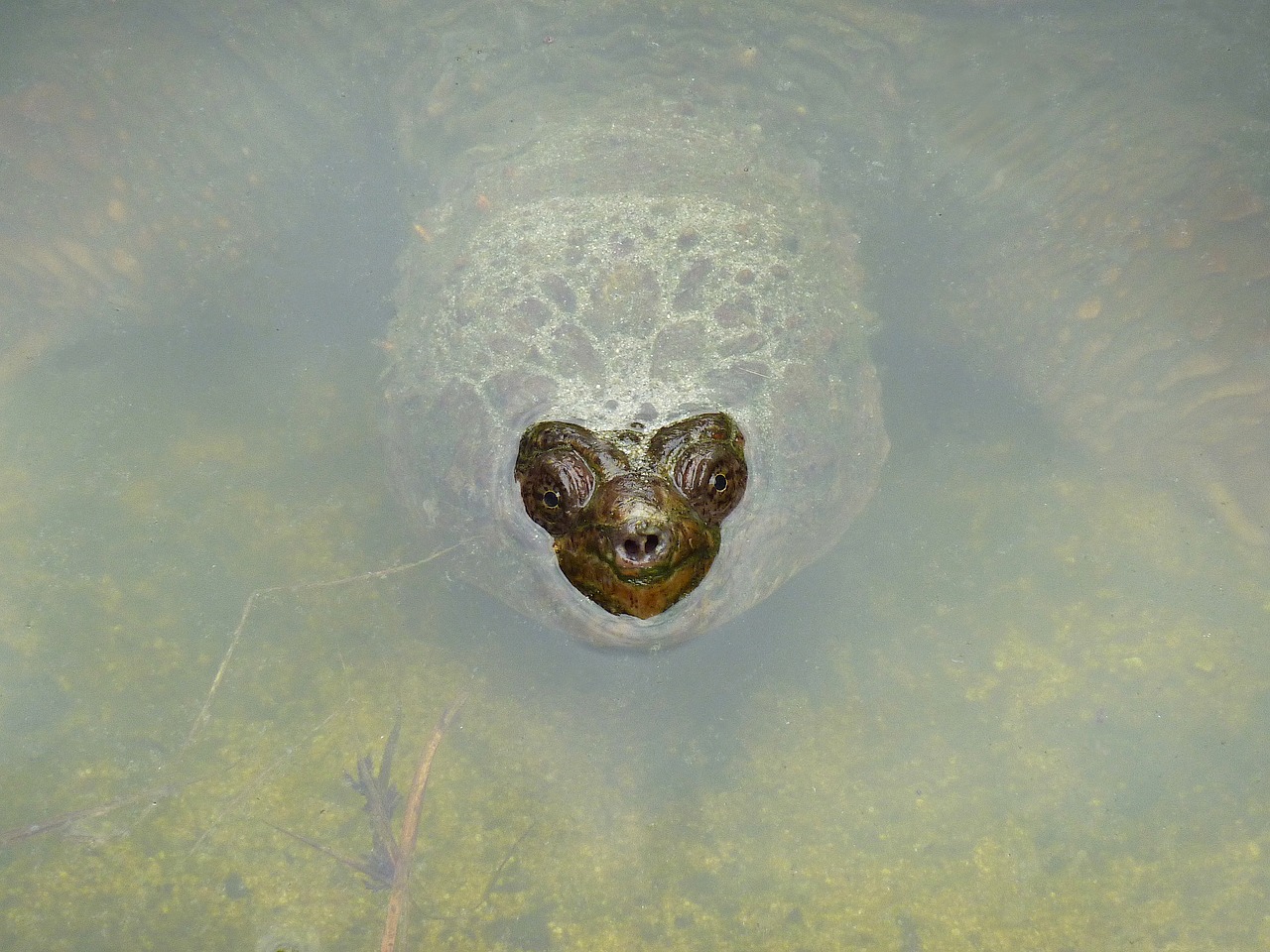 giant tortoise water emerges free photo