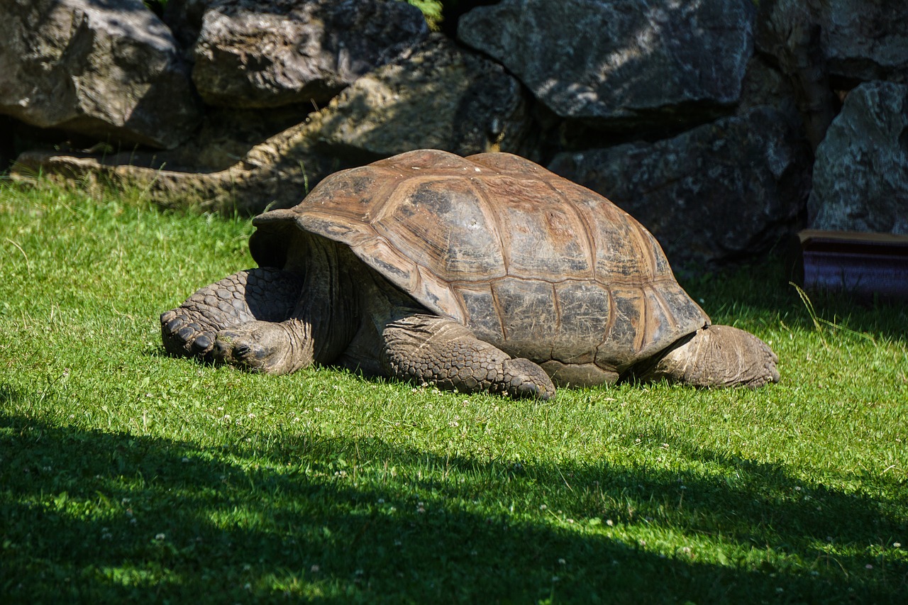 giant tortoise  turtle  reptile free photo