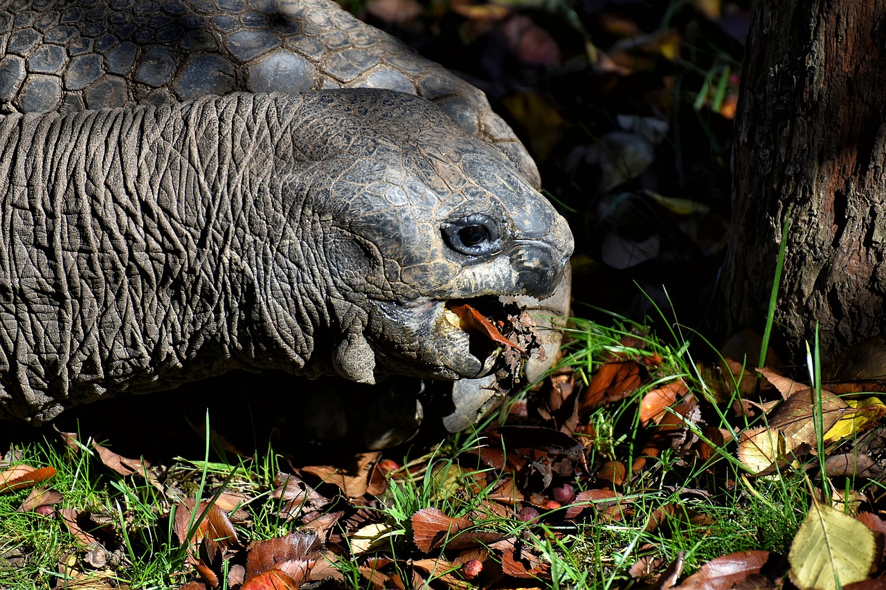 giant tortoise  eat  animal free photo