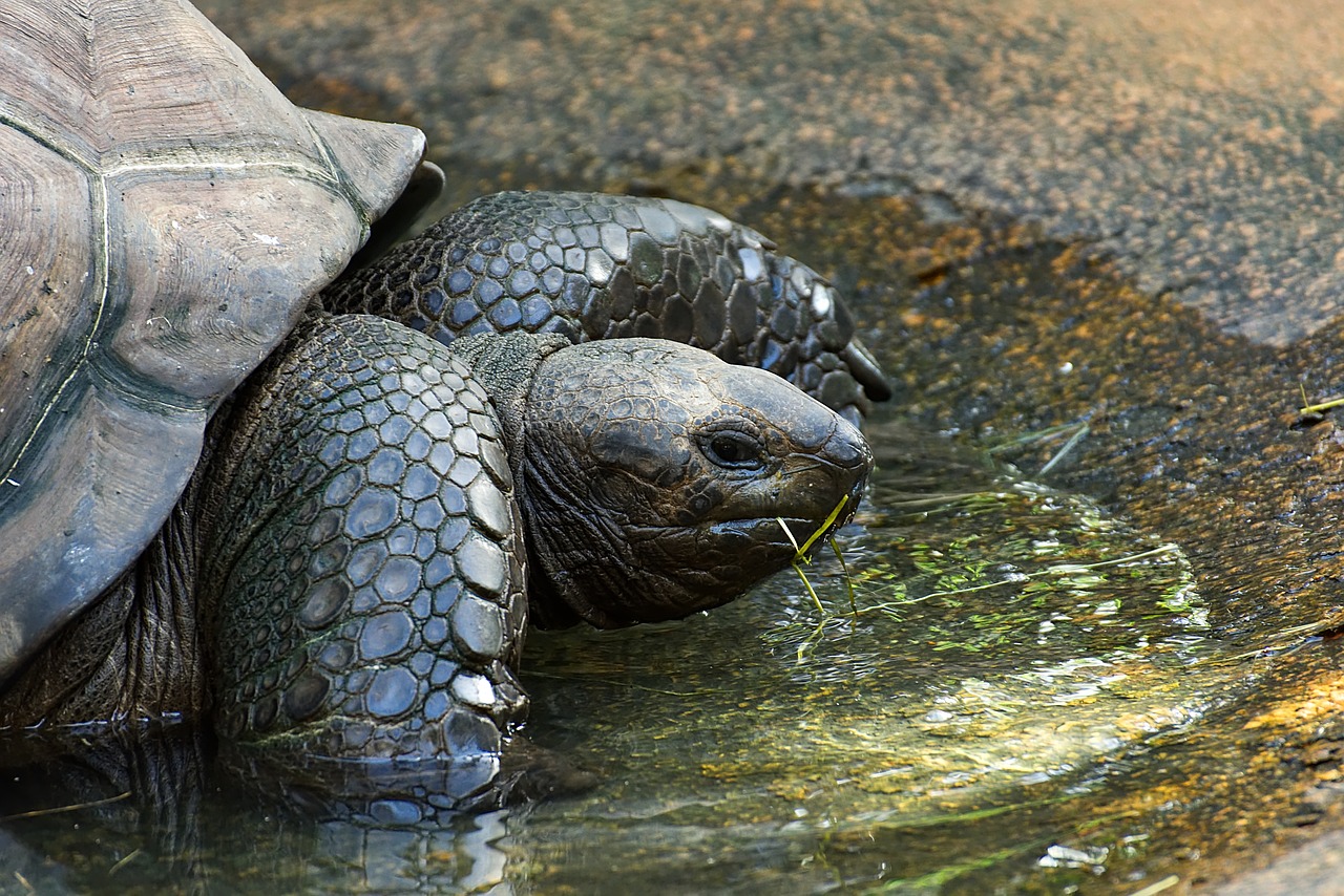 giant tortoise  eat  animal free photo