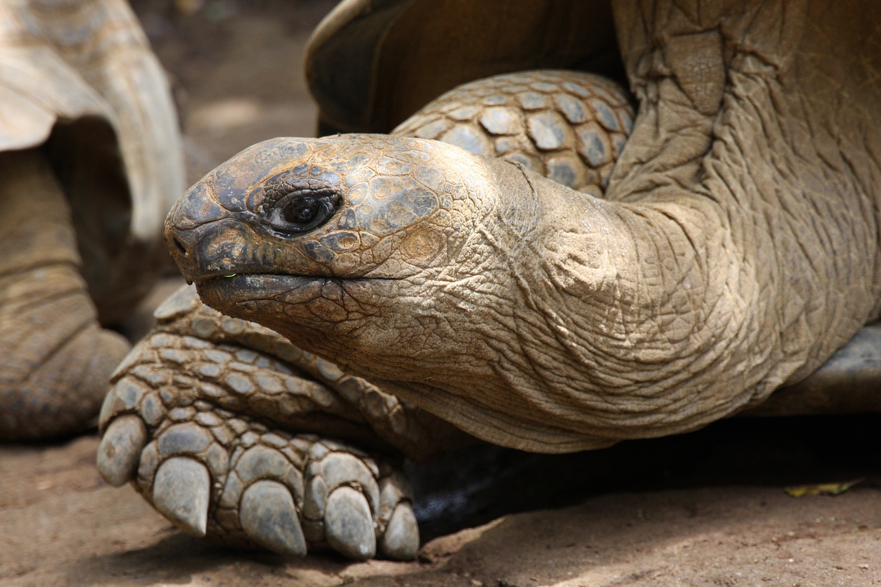 giant tortoise  turtle  reptile free photo