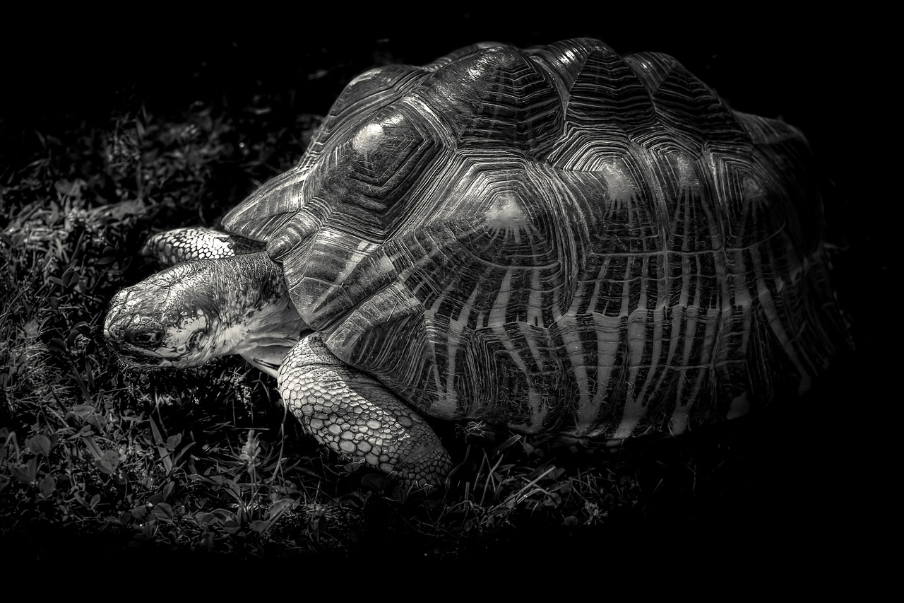 giant tortoise  gad  shell free photo