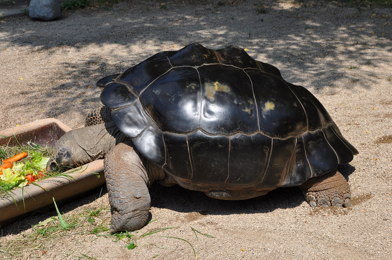 giant tortoise turtle eat free photo