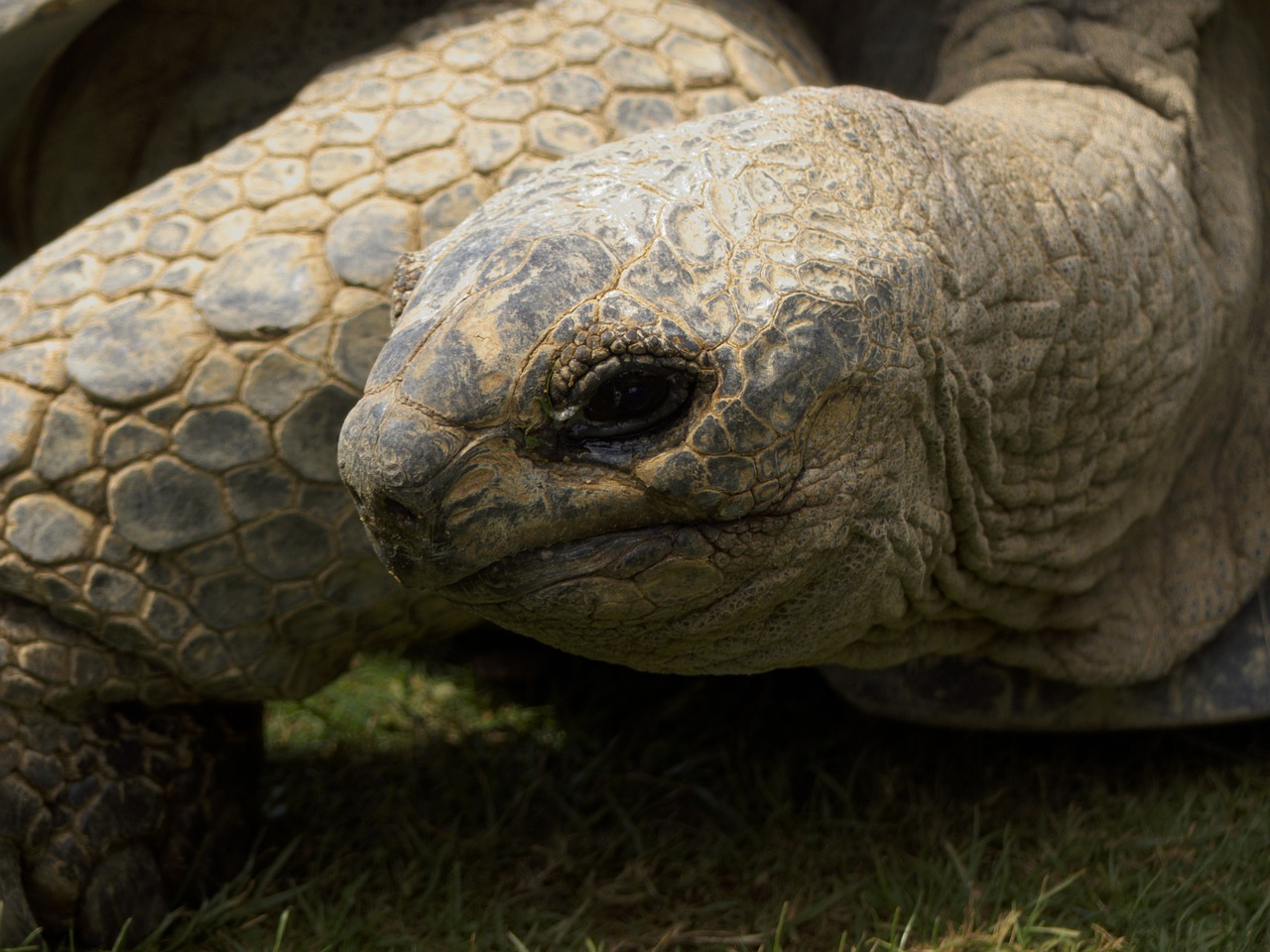 giant tortoise tortoise wildlife free photo