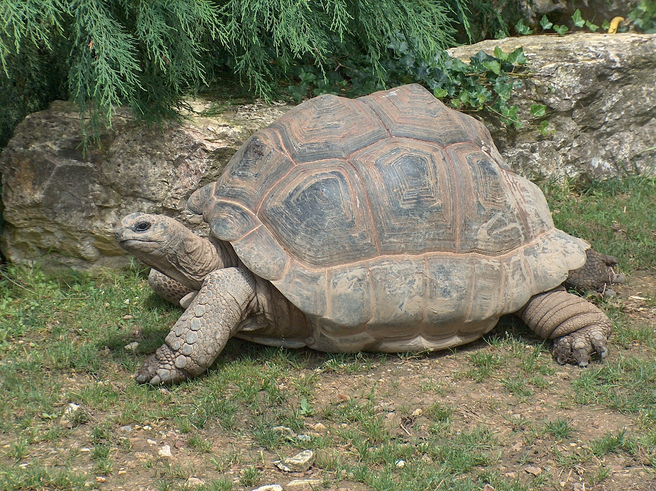 giant tortoise tortoise reptile free photo