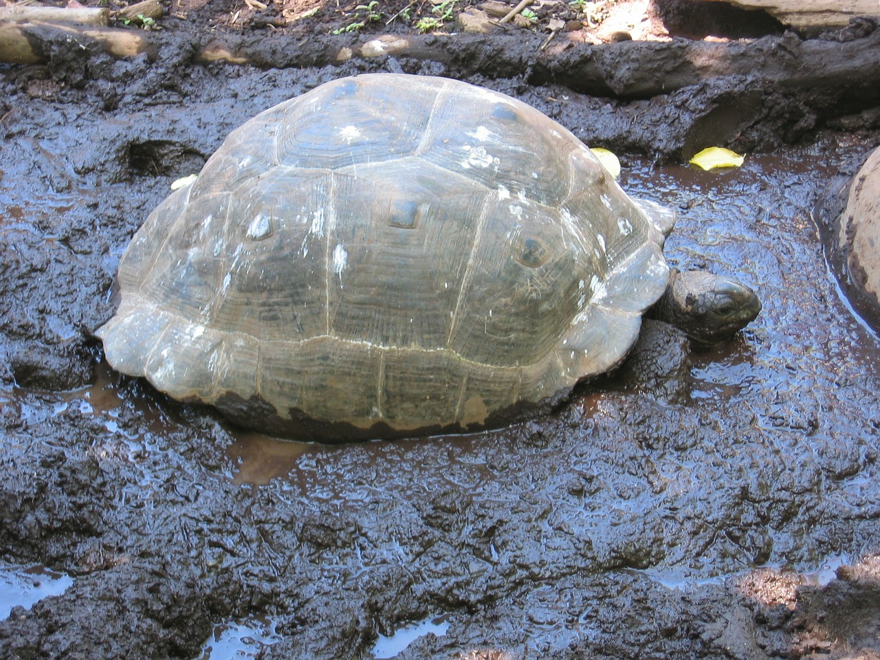 giant tortoise turtle panzer free photo