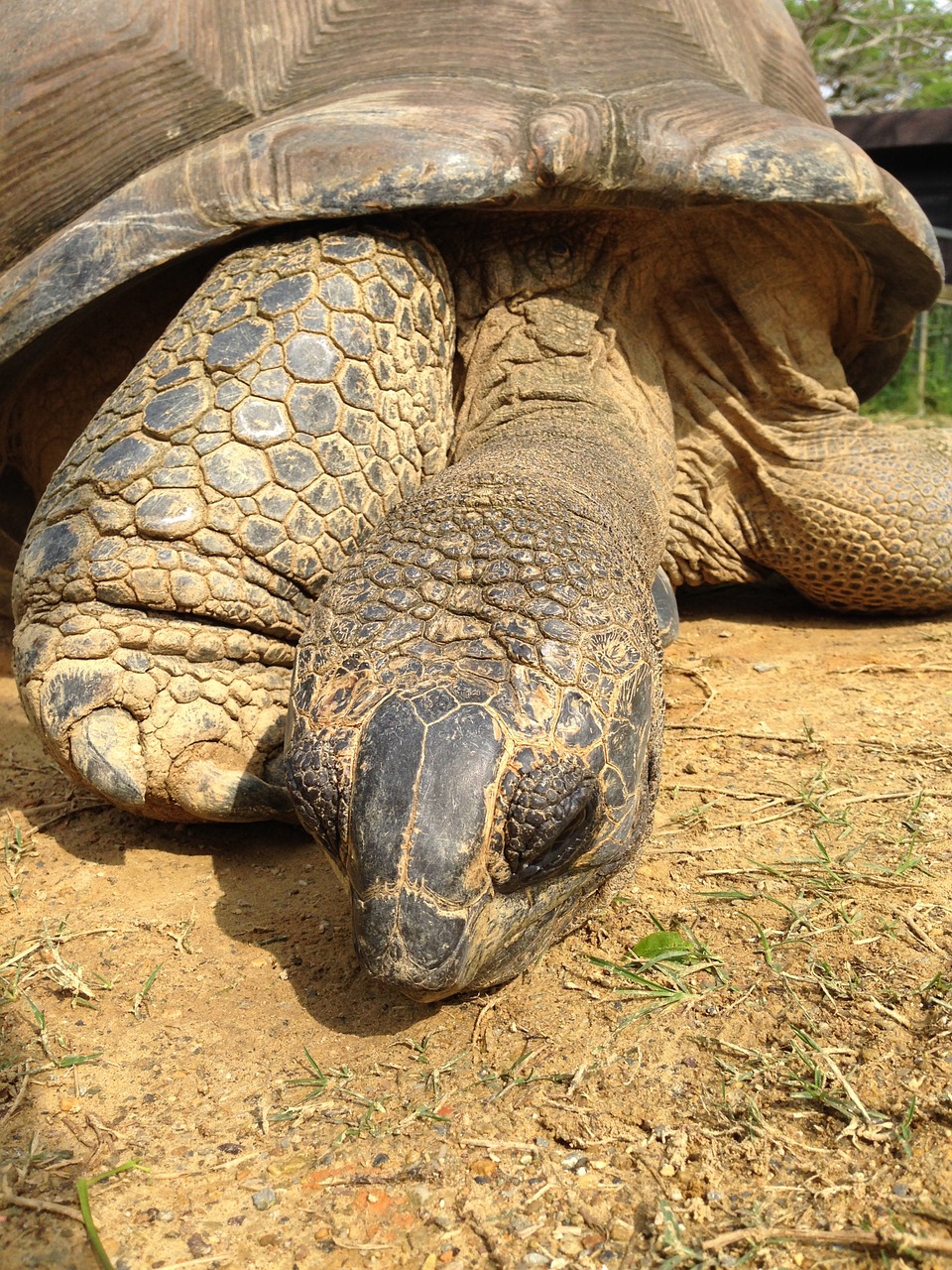 giant tortoise animal turtle free photo