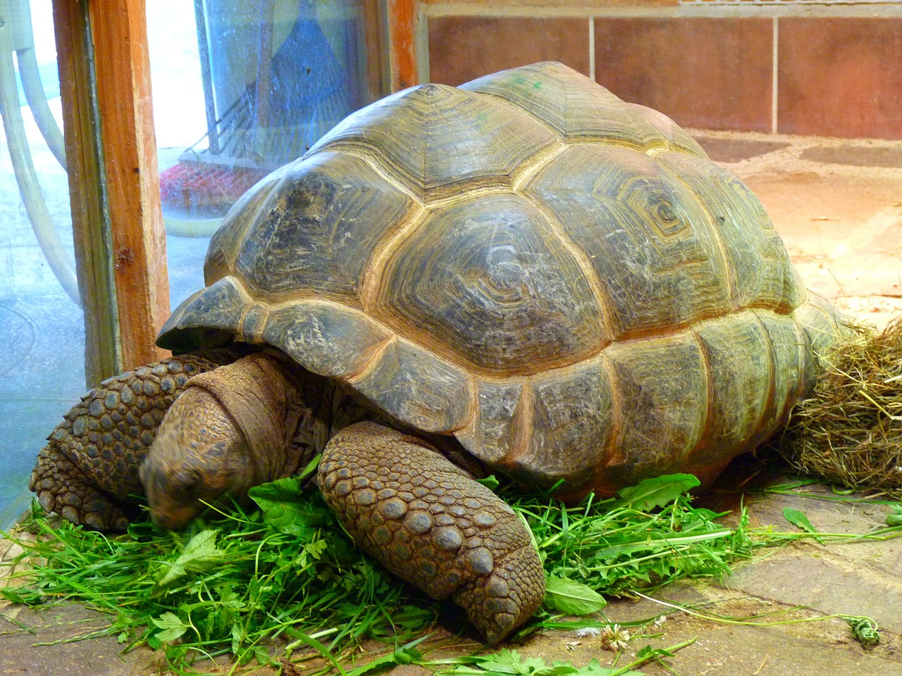 giant tortoise genuine tortoise testudinidae free photo