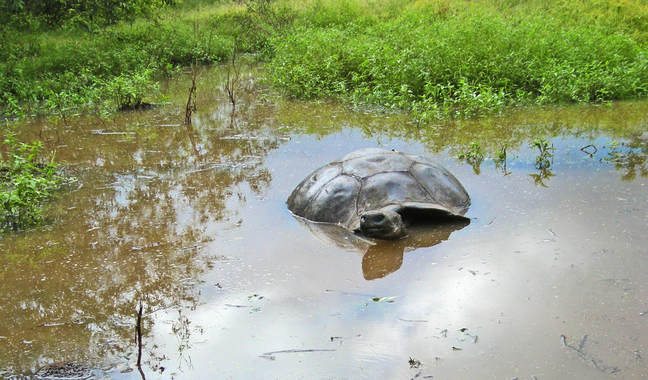 tortoise giant water free photo