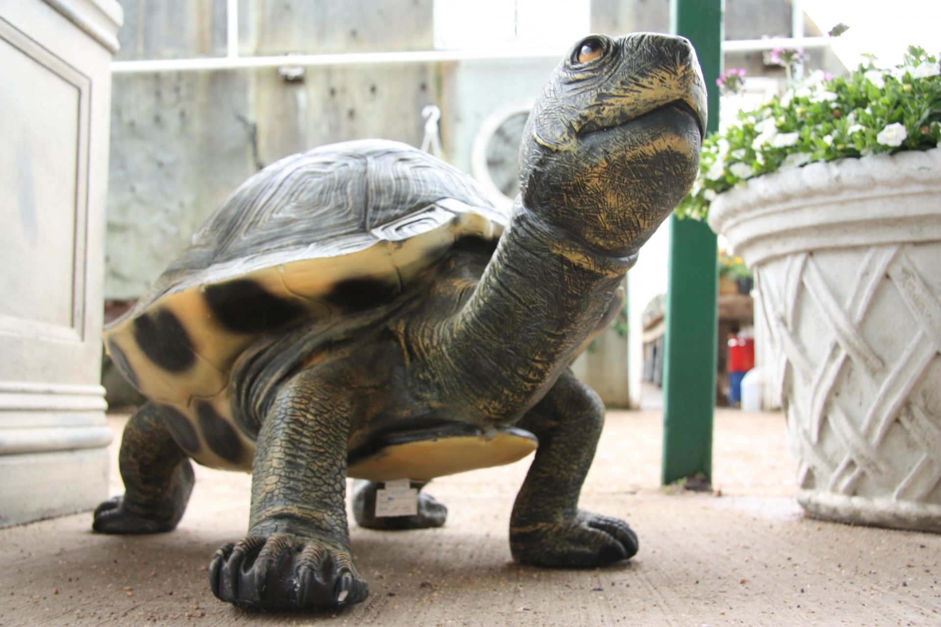giant tortoise turtle free photo