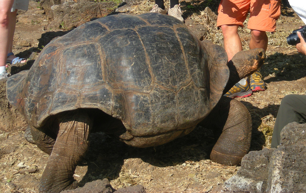 tortoise giant water free photo