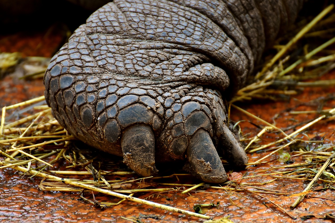 giant tortoises foot rear free photo