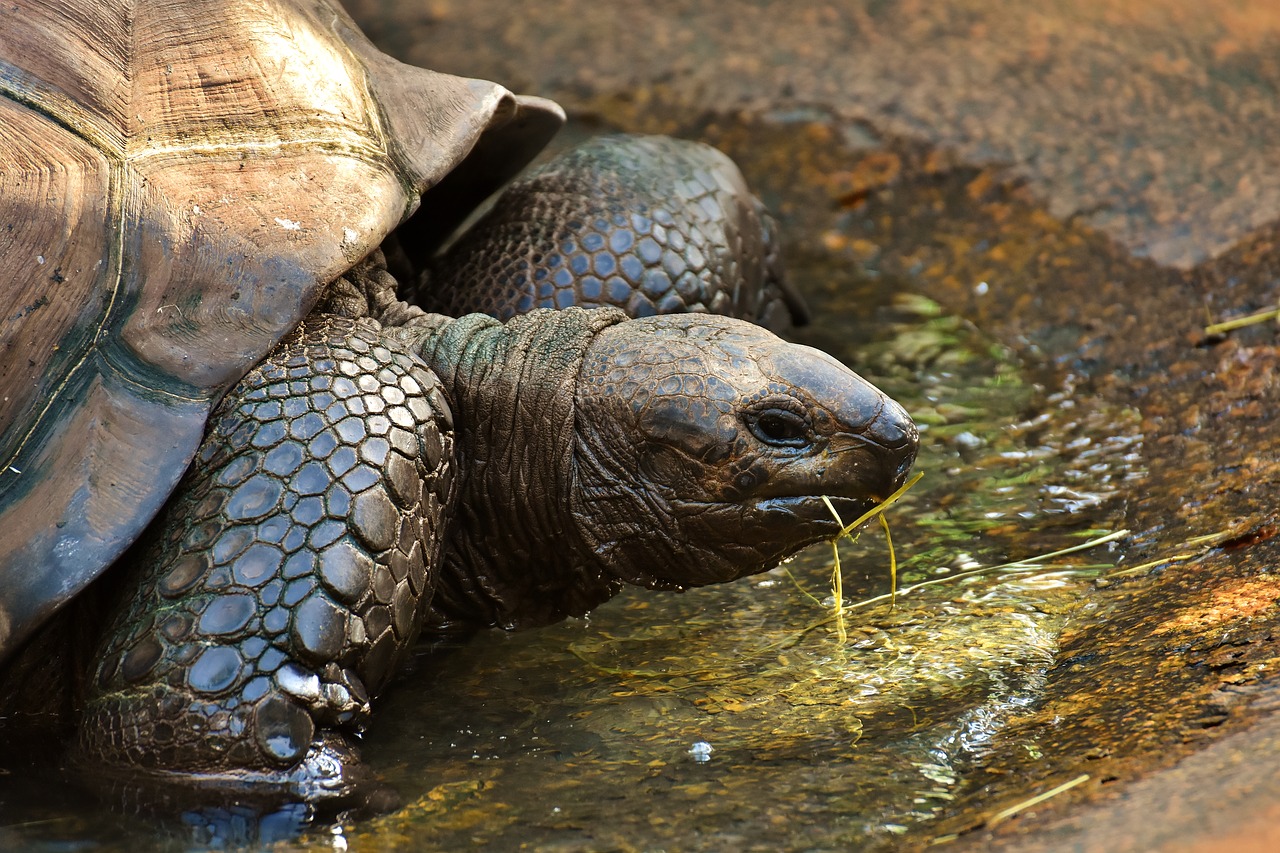 giant tortoises animals panzer free photo
