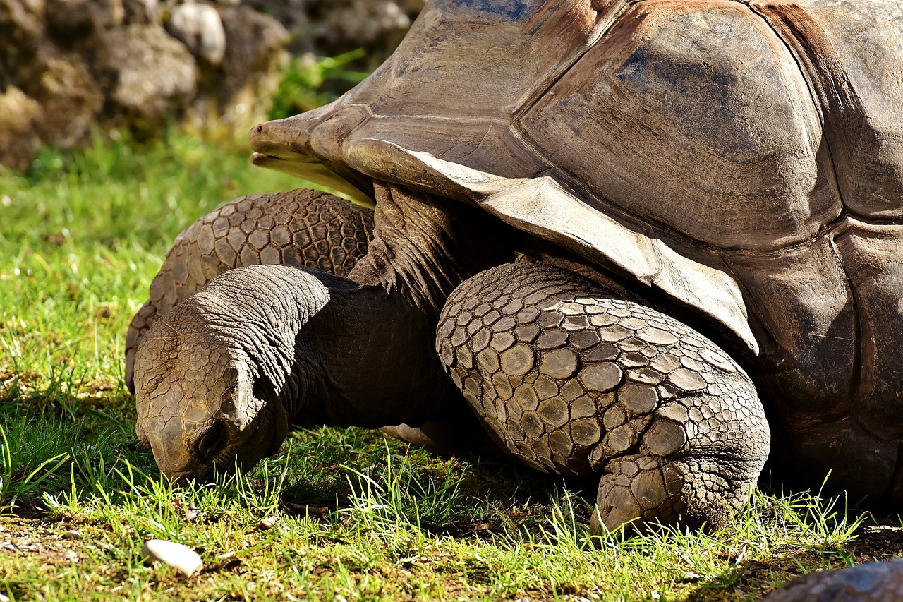 giant tortoises animals panzer free photo