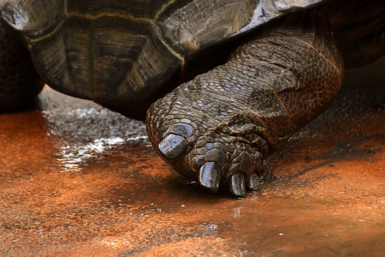giant tortoises  foot animals  water free photo