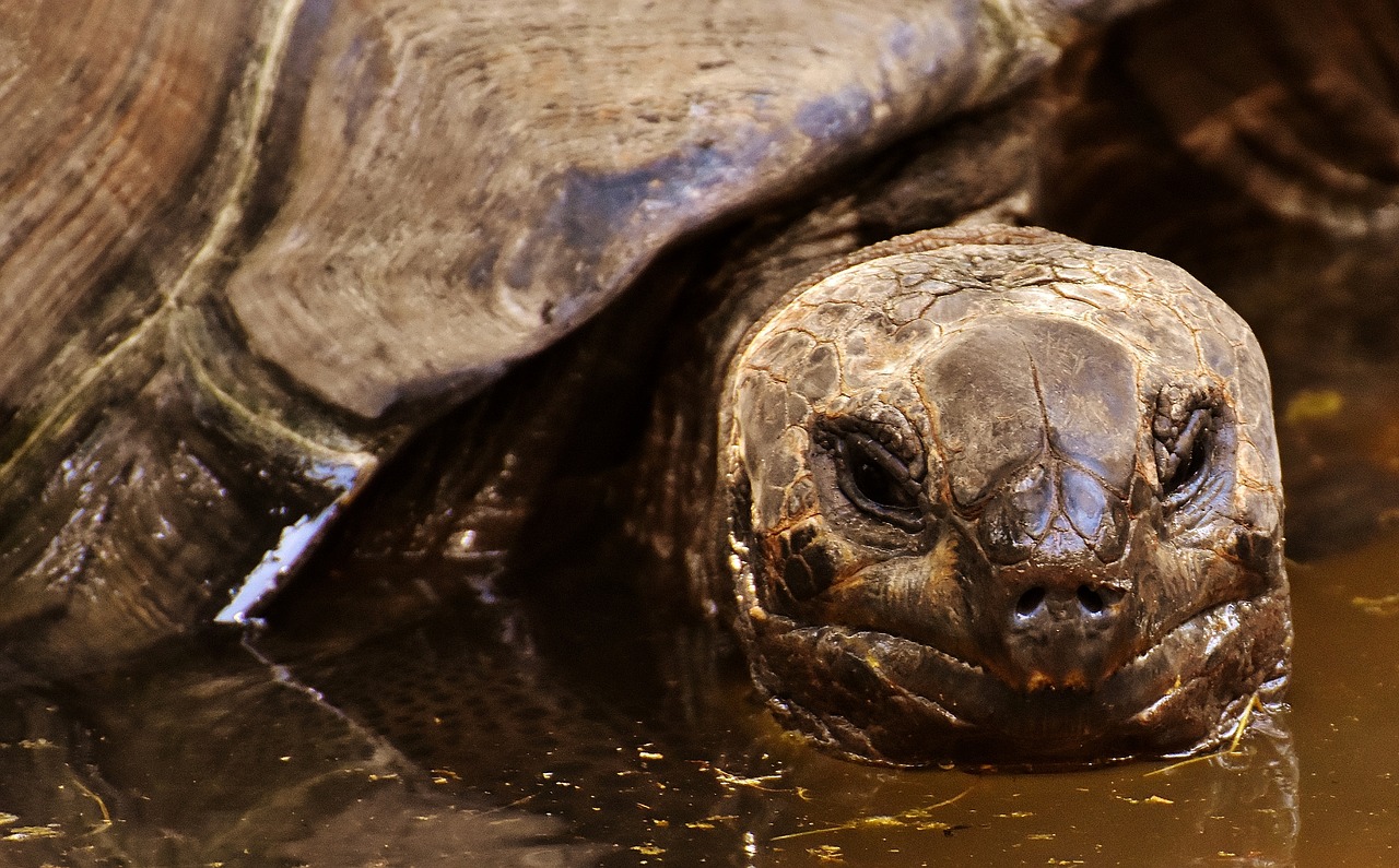 giant tortoises  animals  water free photo
