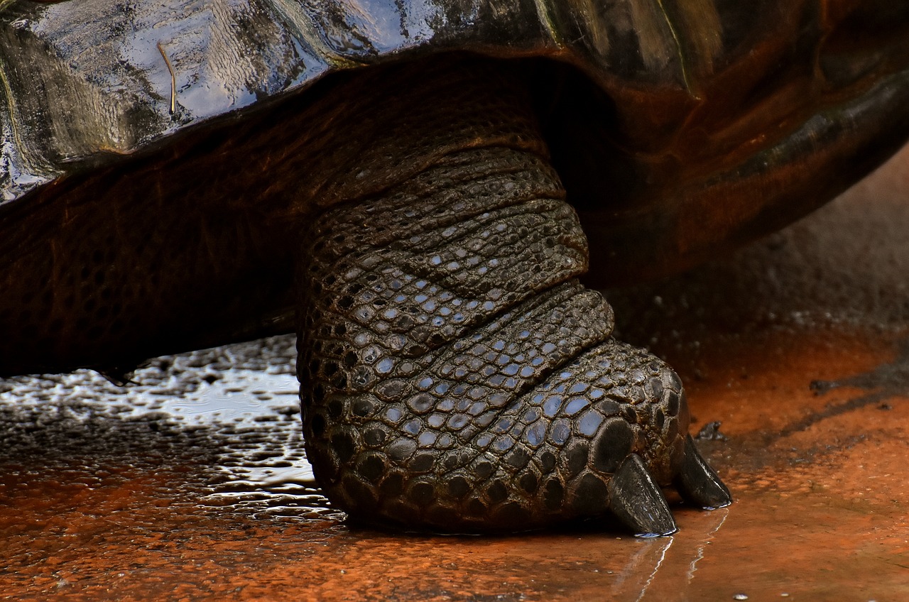 giant tortoises  foot  animals free photo