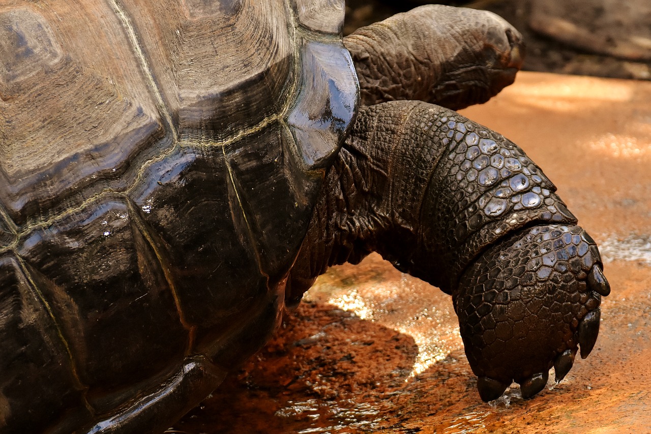 giant tortoises  animals  water free photo