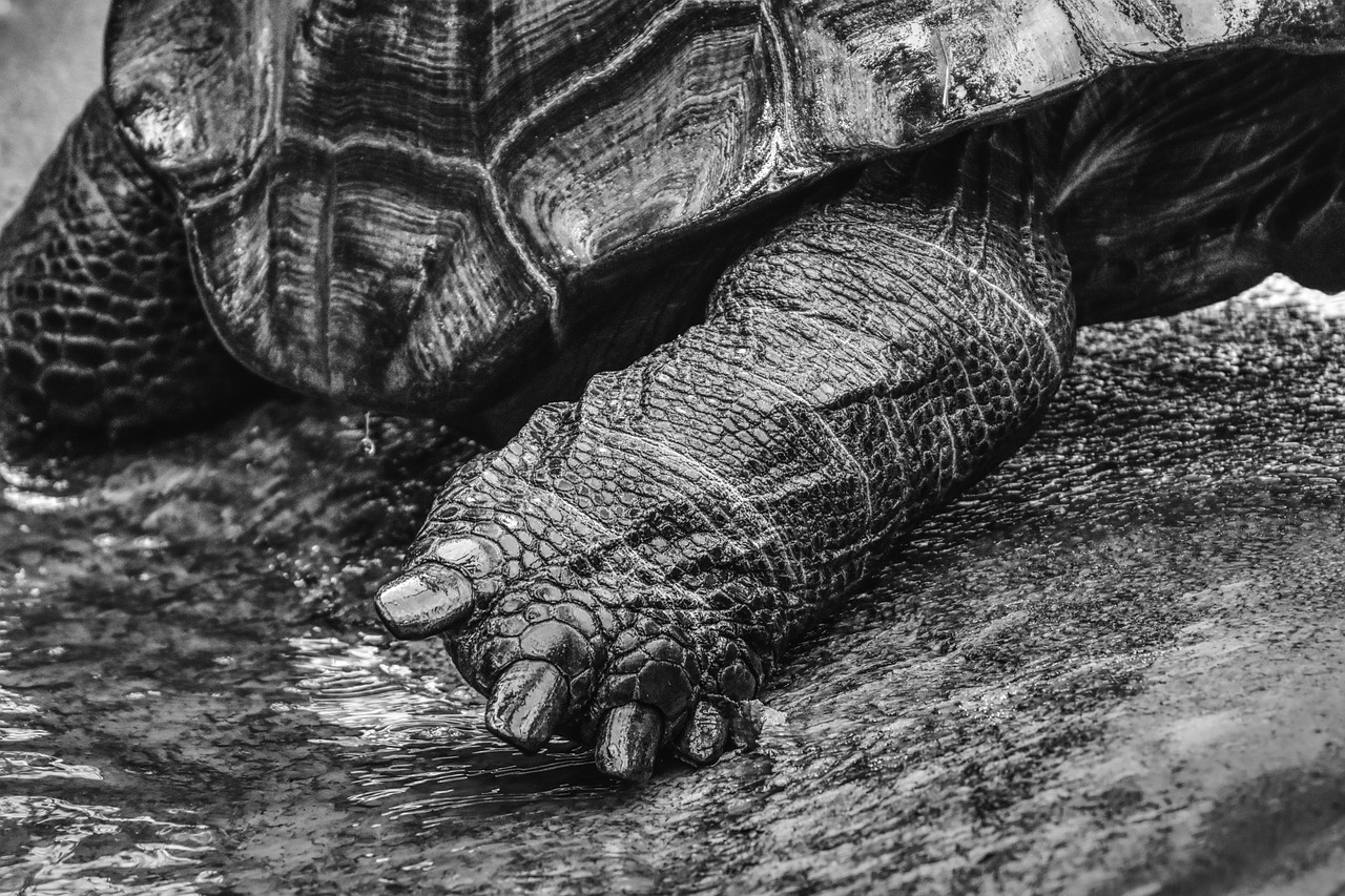 giant tortoises  foot animals  water free photo