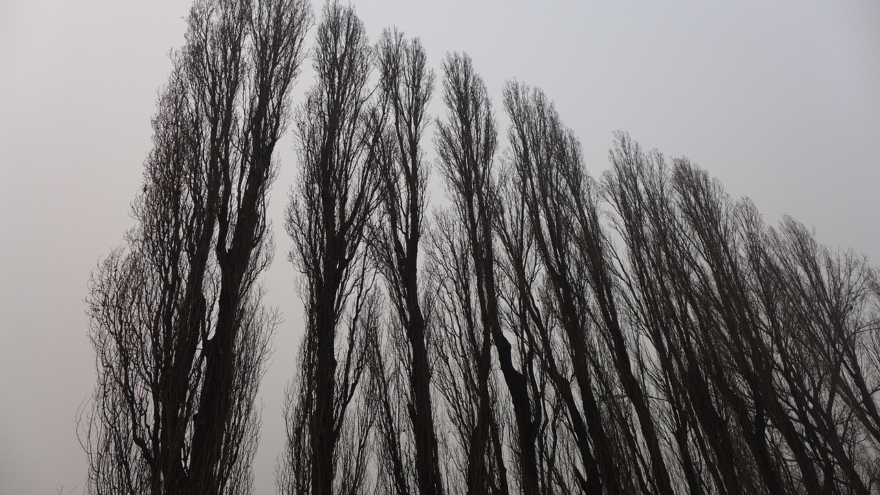 giant trees upward grey skies free photo