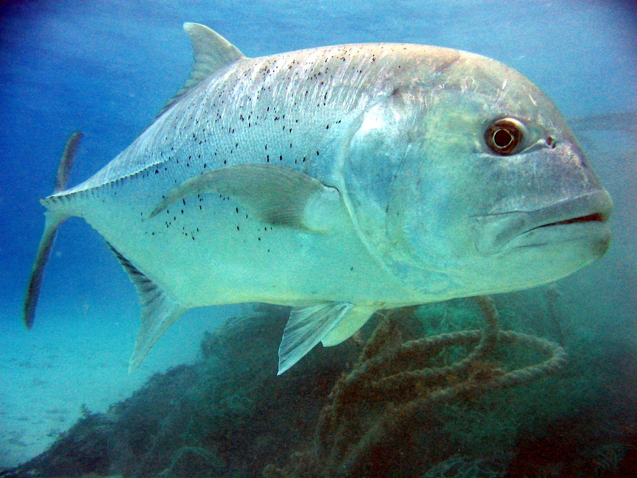 giant trevally fish trevally free photo