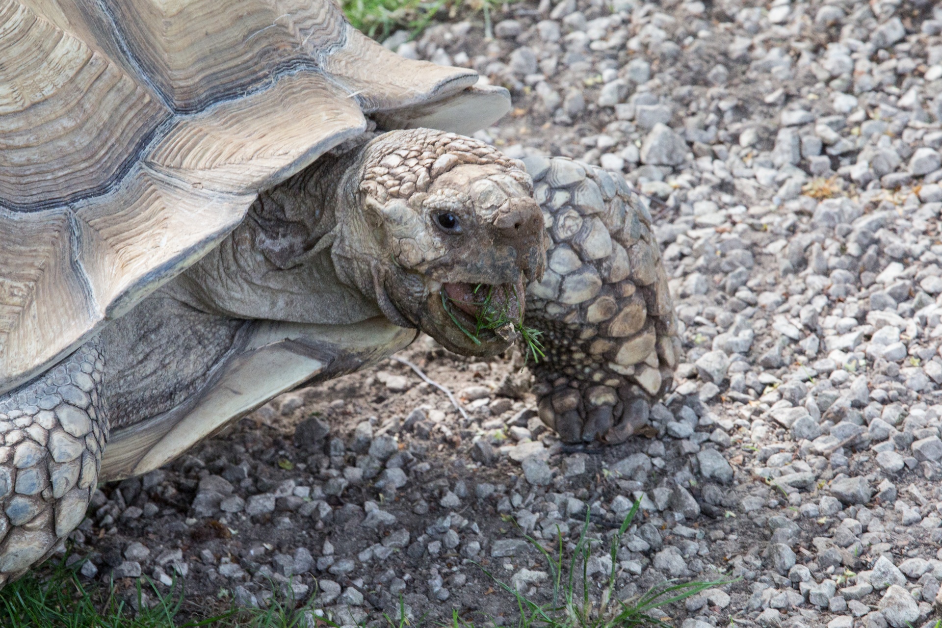 giant zoo terrestrial free photo