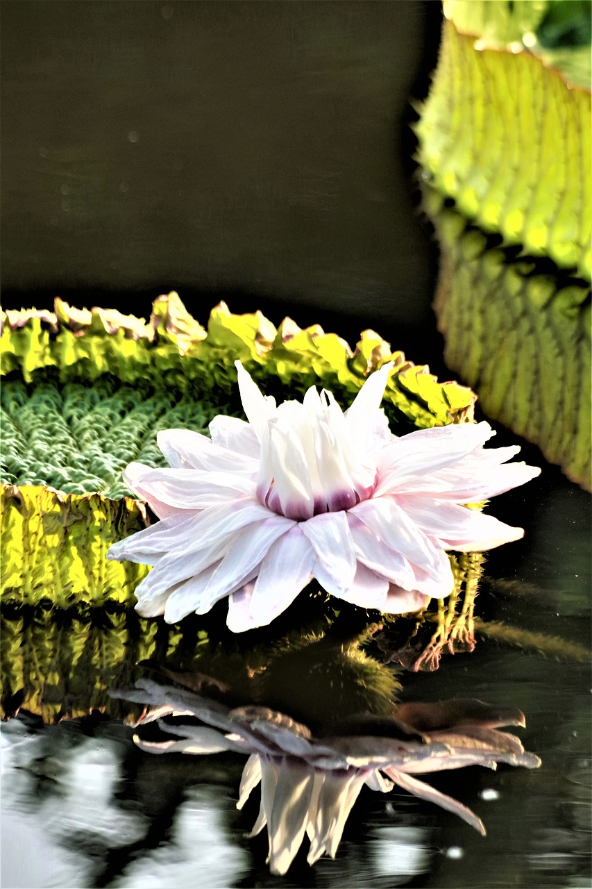 giant water lily  victoria  lotus free photo