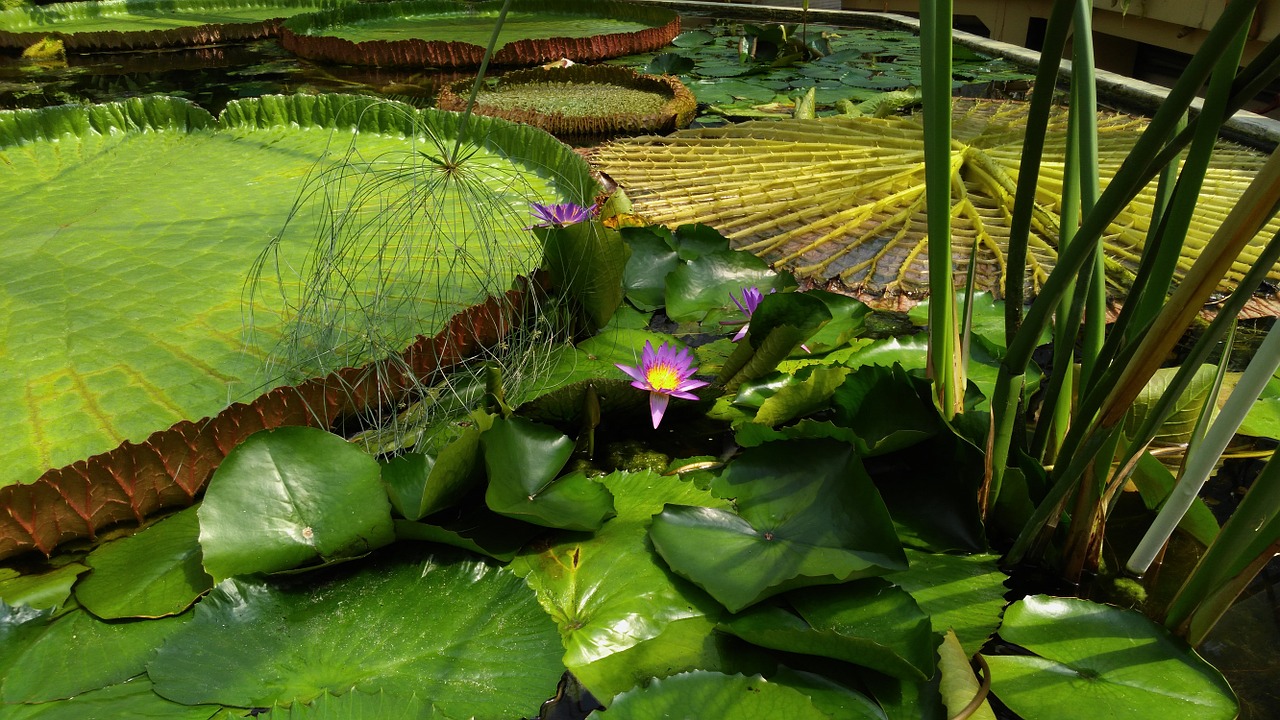 giant water lily flower jardin des plantes free photo