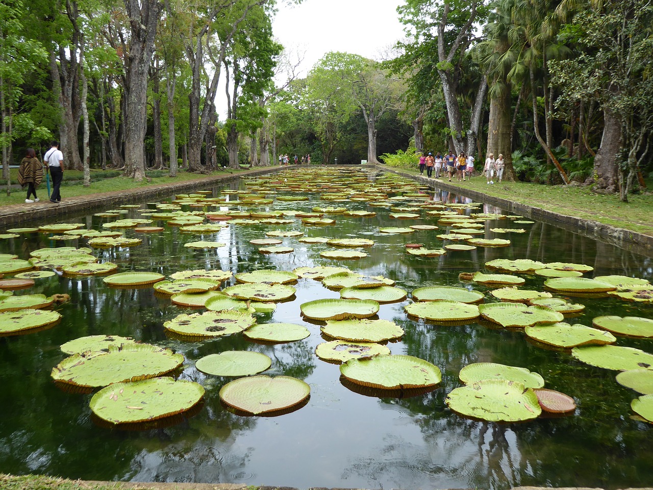 giant waterlilies mauritius pamplemousses botanical garden free photo