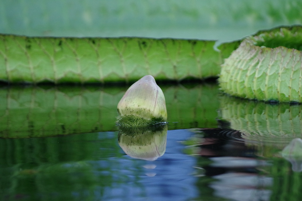giant waterlily  garden  plant free photo